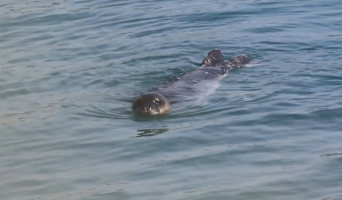 Akdeniz Fokları Bozyazı kıyılarında koruma altında
