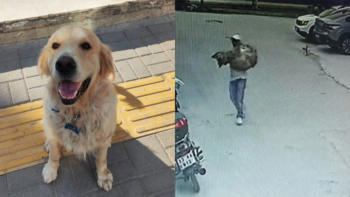 Ara&ccedil;la ezilen k&ouml;pek kurtarılamadı