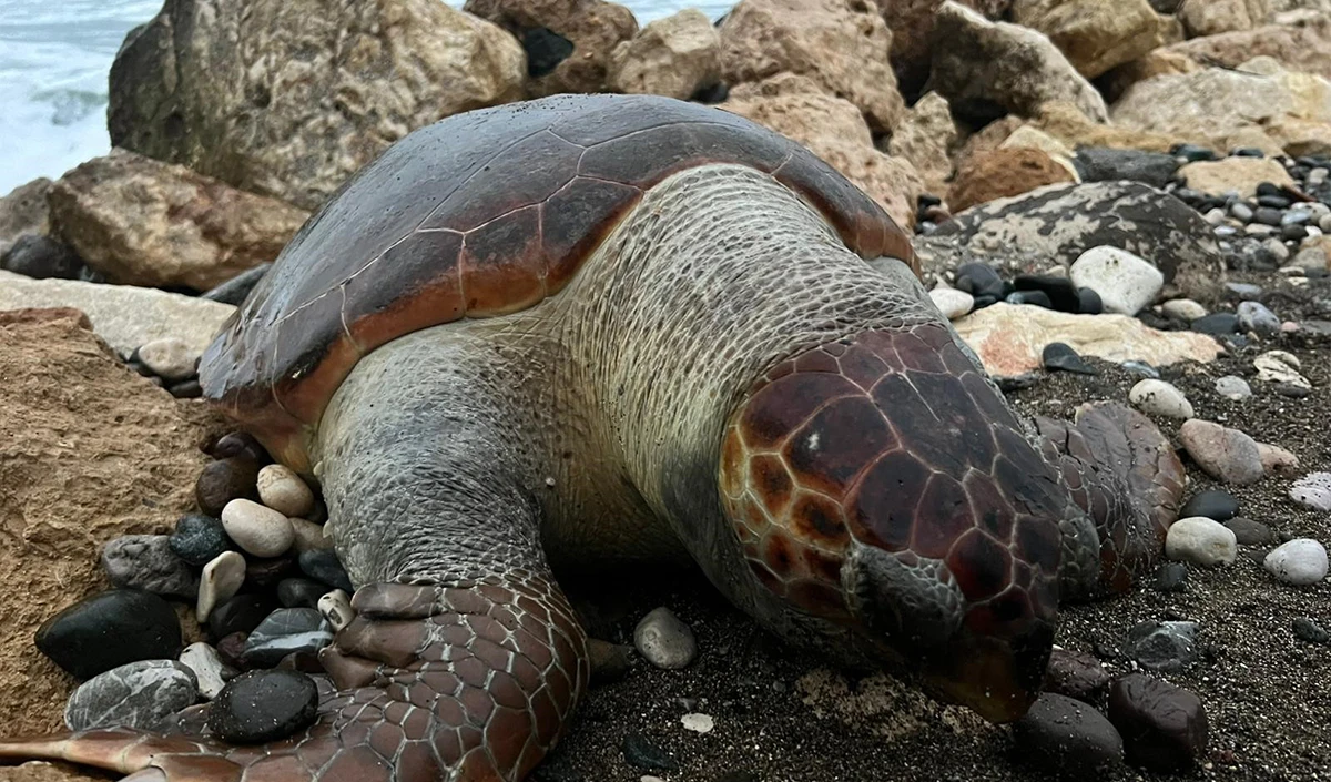 Bir caretta caretta daha &ouml;l&uuml; bulundu:15 g&uuml;nde 7'inci &ouml;l&uuml;m
