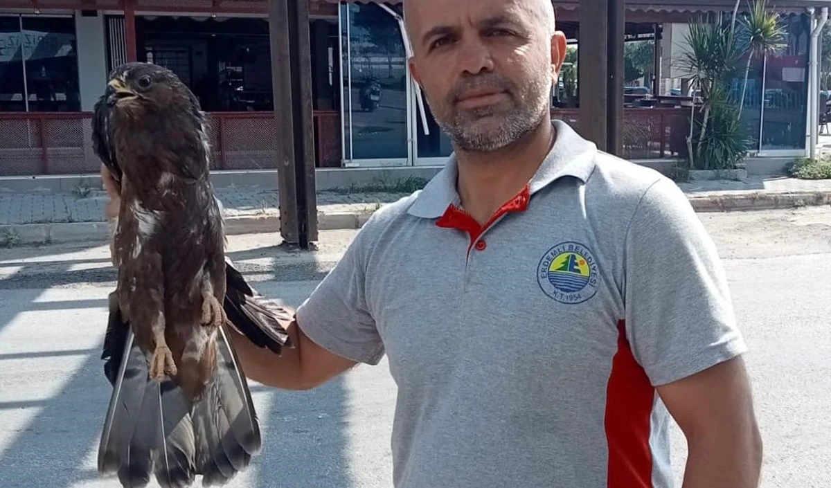 Bitkin halde bulunan şahin koruma altına alındı