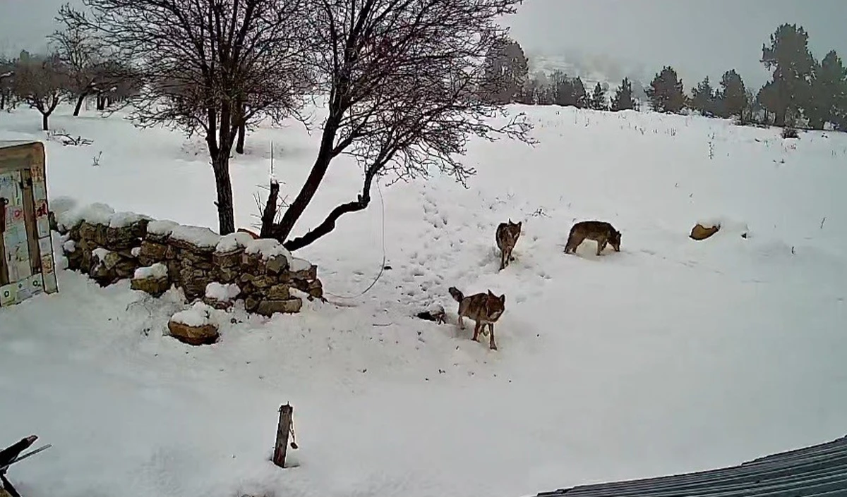 Bozyazı&rsquo;da kurtlar k&ouml;ye indi: O anlar kamerada