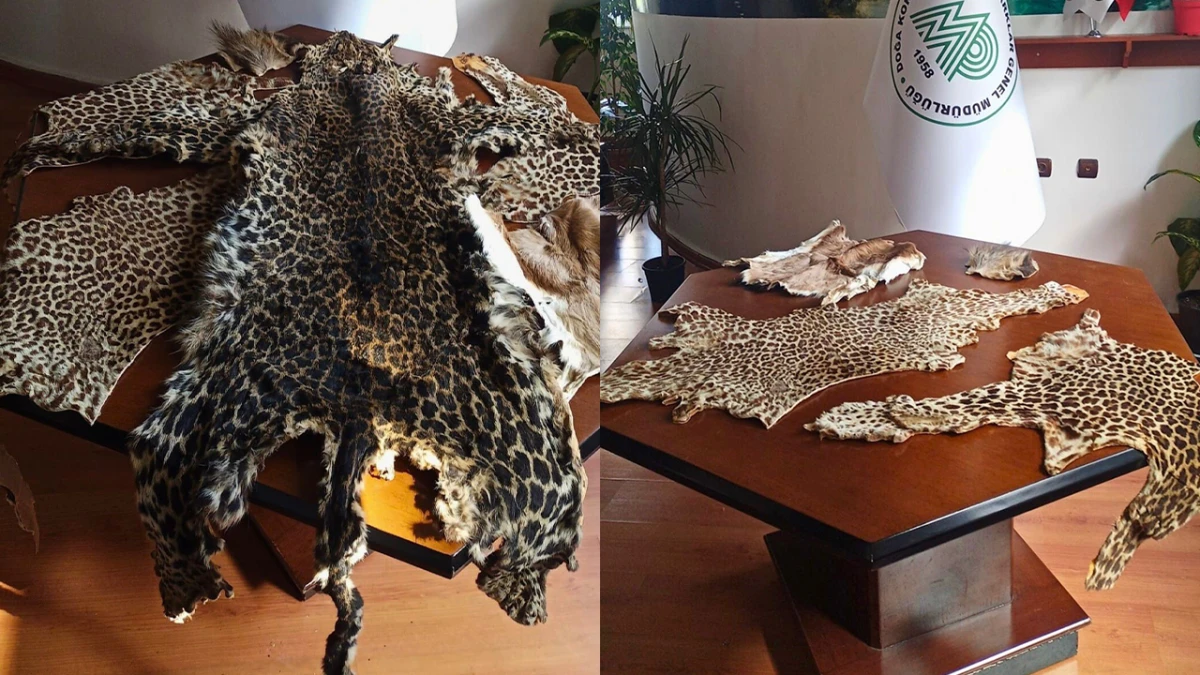 &Ccedil;ukurova Uluslararası Havalimanı'nda leopar postu ve baykuş g&ouml;z&uuml; ele ge&ccedil;irildi