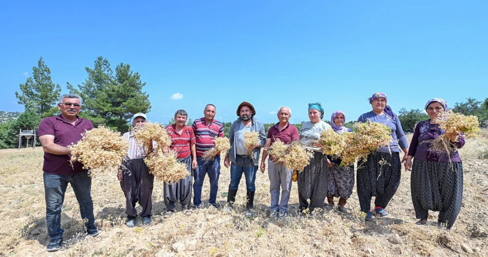 Gülnar'da atalık tohum desteğiyle üretilen nohutlar hasat edildi