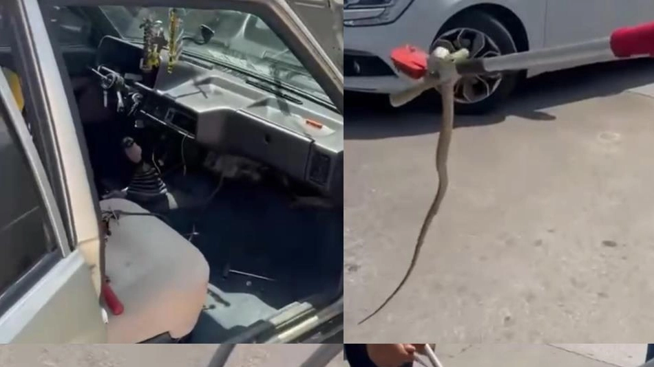 Hastane bahçesindeki otomobilden yılan çıktı