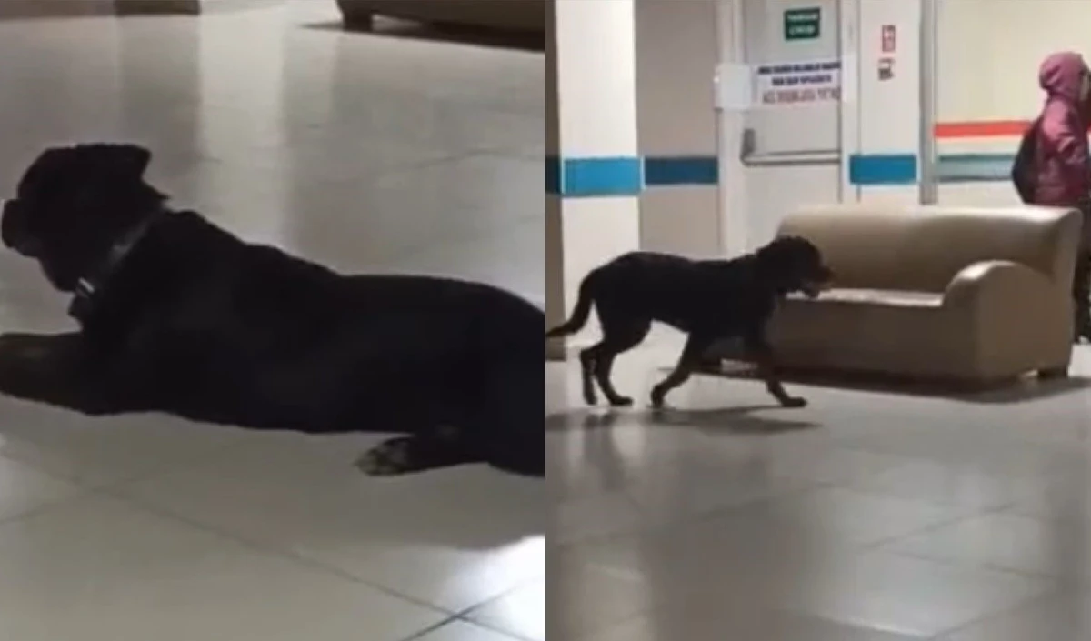  Hastane koridorlarında dolaşan k&ouml;pek tedirgin etti