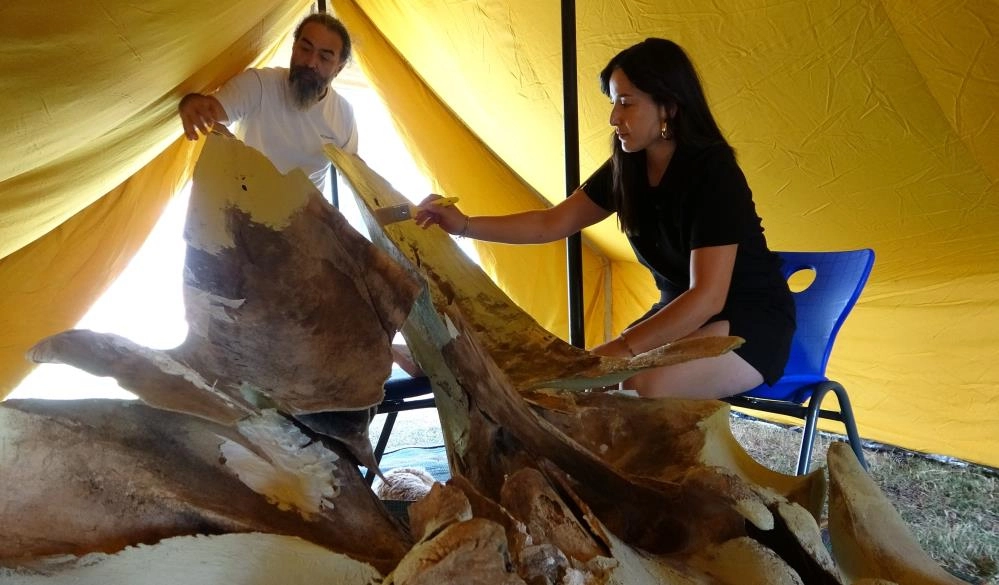 Heyecanlandıran keşifte 16 metrelik balinanın kemikleri birleştirilmeye başlandı