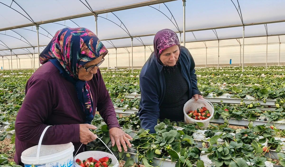 Kadınlar G&uuml;n&uuml;n&uuml; tarlada &ccedil;alışarak kutladılar