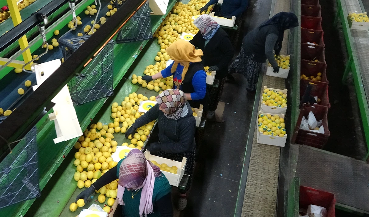 Limonda hasat sonu: Kadınların yoğun mesaisi s&uuml;r&uuml;yor