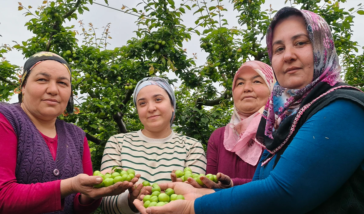 Mersin'de a&ccedil;ıkta erik hasadı başladı, fiyatı 200 TL'ye kadar d&uuml;şt&uuml;