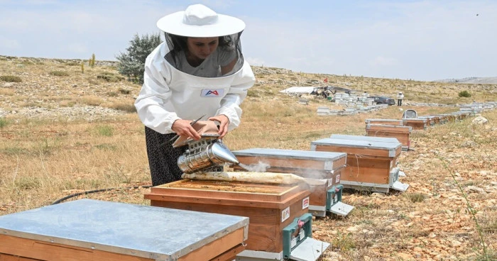 Mersin'de ‘Altın Kovan Projesi’ ile arı yetiştiriciliğine destek