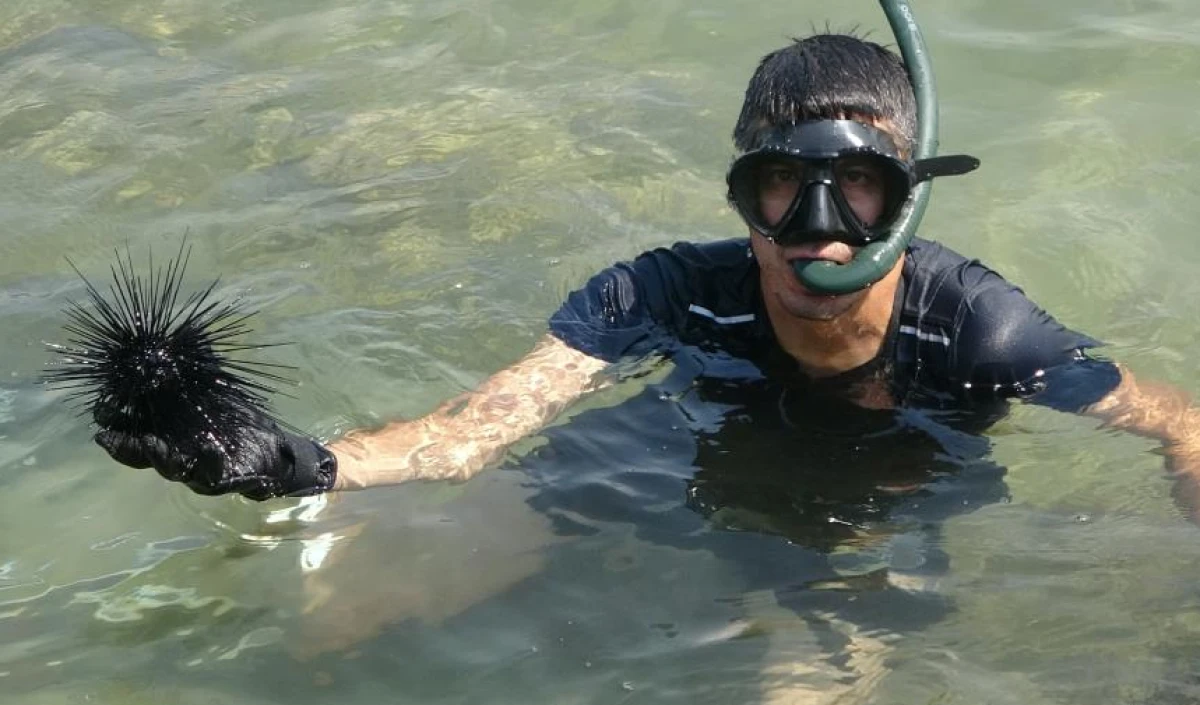 Mersin’de bir dönem korku salmıştı, zehirli istilacı tür yok olmaya başladı