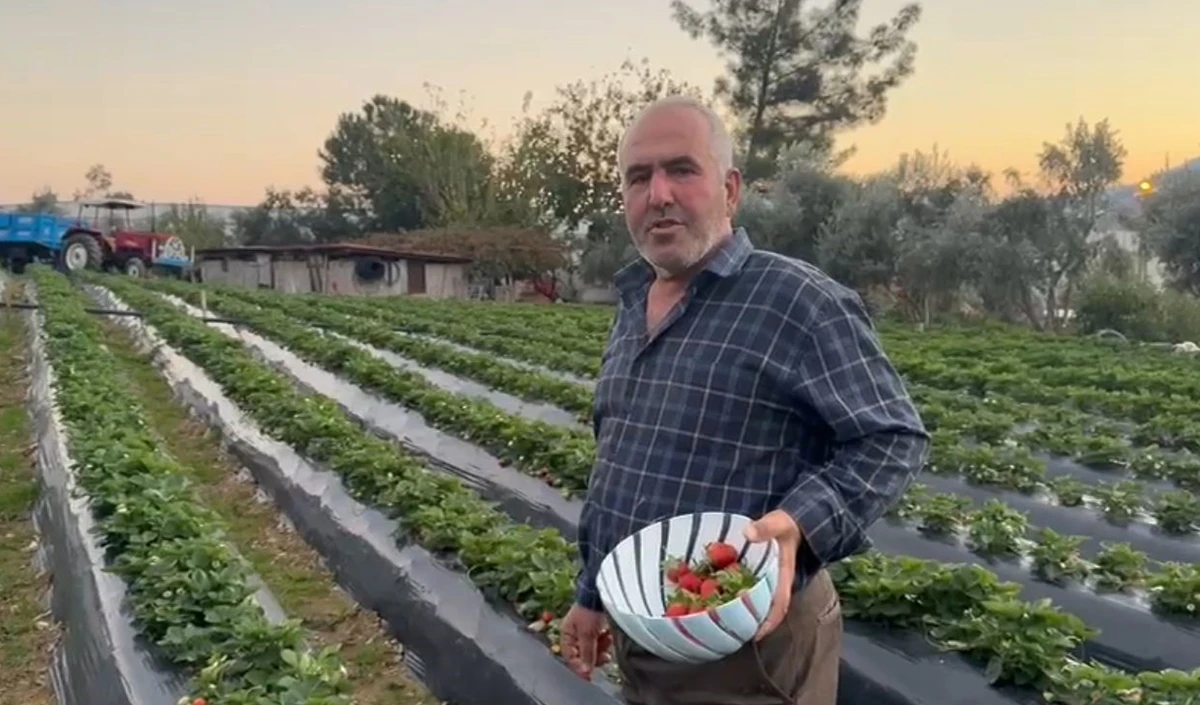 Mersin'de &ccedil;ilekte kış hasadı: Bah&ccedil;ede kilogramı 130 TL