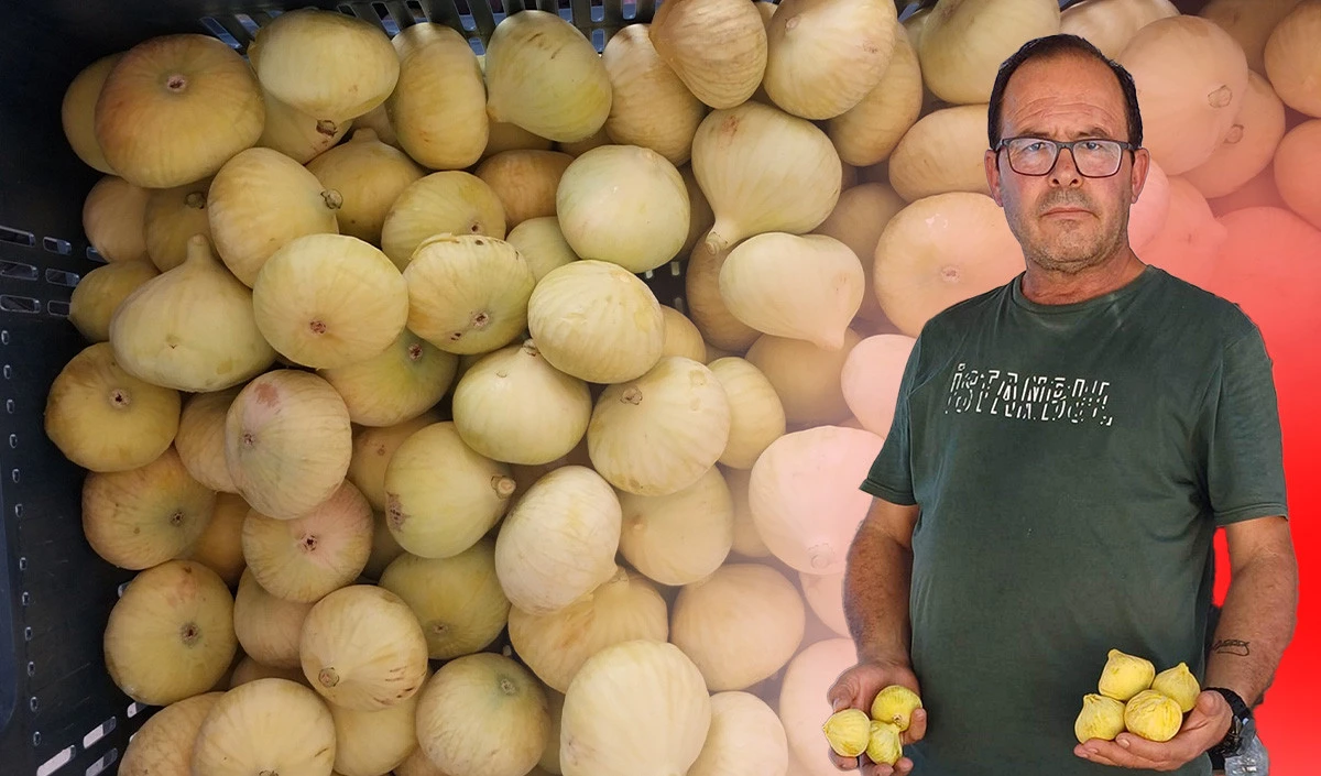  Mersin'de incir sezonu sona erdi, üreticisinin yüzü güldü