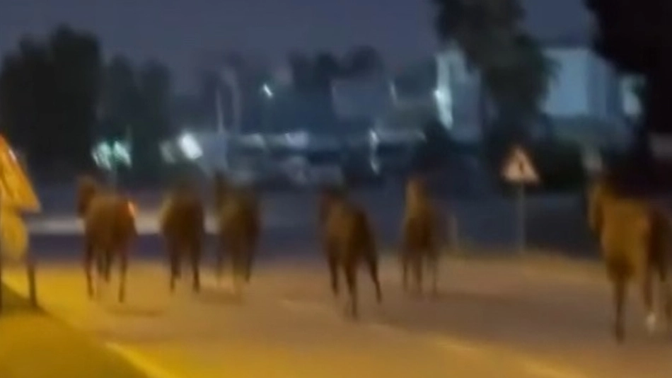 Mersin'de karayoluna çıkan atlar trafiği karıştırdı
