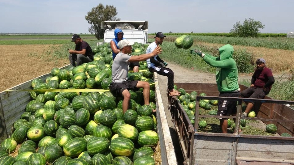 Mersin'de karpuz hasadı başladı