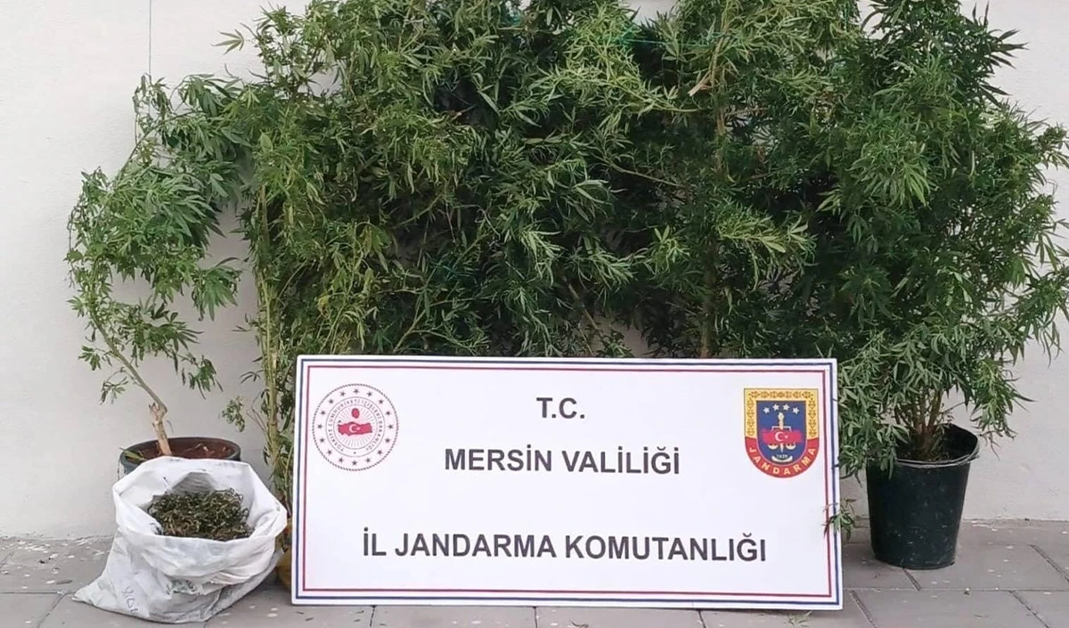  Mersin’de kenevir ekip uyuşturucu üreten şüpheli yakalandı