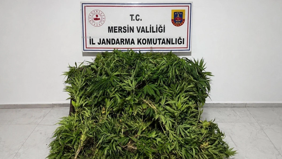 Mersin'de ormanlık alana ekilen bin 500 k&ouml;k kenevir ele ge&ccedil;irildi