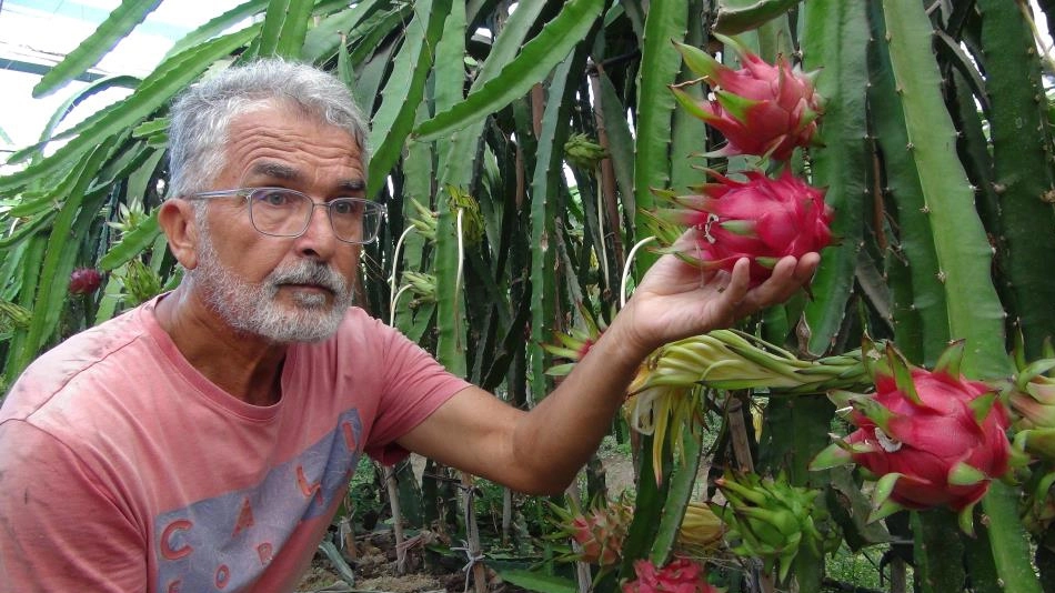 Mersin’de pitaya bahçelerinde hasat başladı