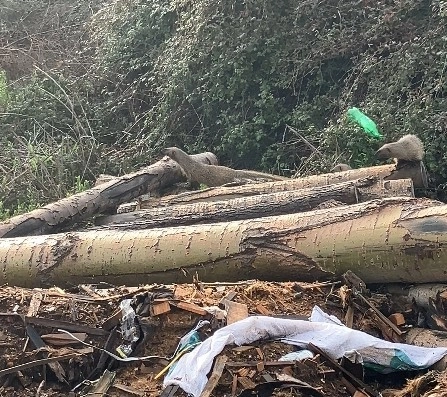 Mersin'de sansar ailesi g&ouml;r&uuml;nt&uuml;lendi