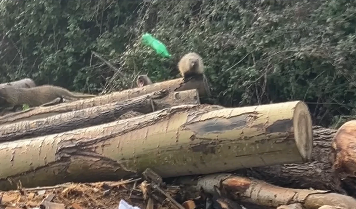 Mersin'de sansar ailesi g&ouml;r&uuml;nt&uuml;lendi