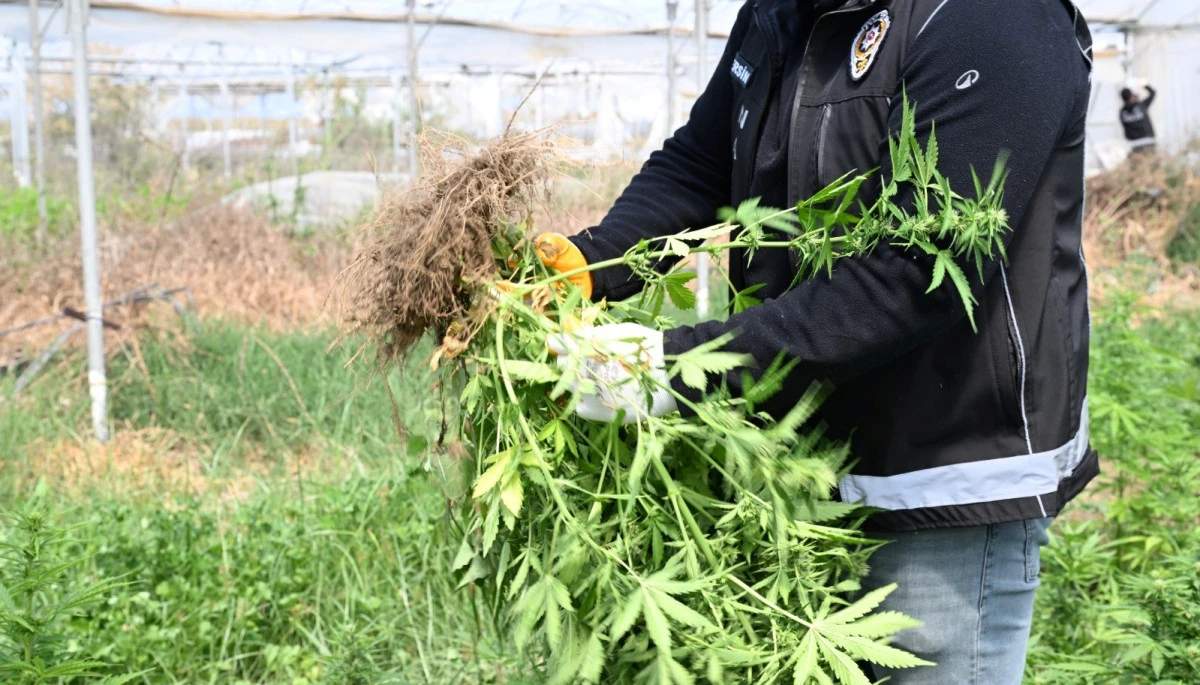 Mersin'de seraya baskın: Binlerce k&ouml;k Hint keneviri ele ge&ccedil;irildi