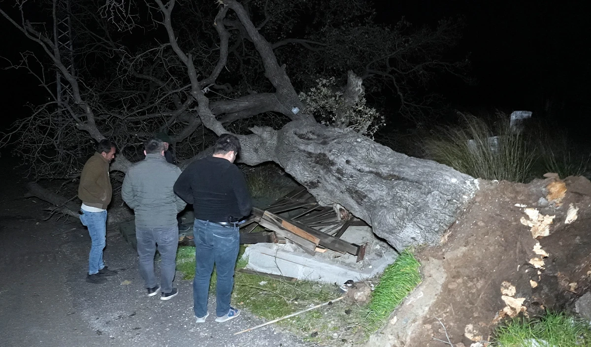 Mersin&rsquo;de şiddetli r&uuml;zgar &ccedil;atıyı u&ccedil;urdu, asırlık meşeyi devirdi