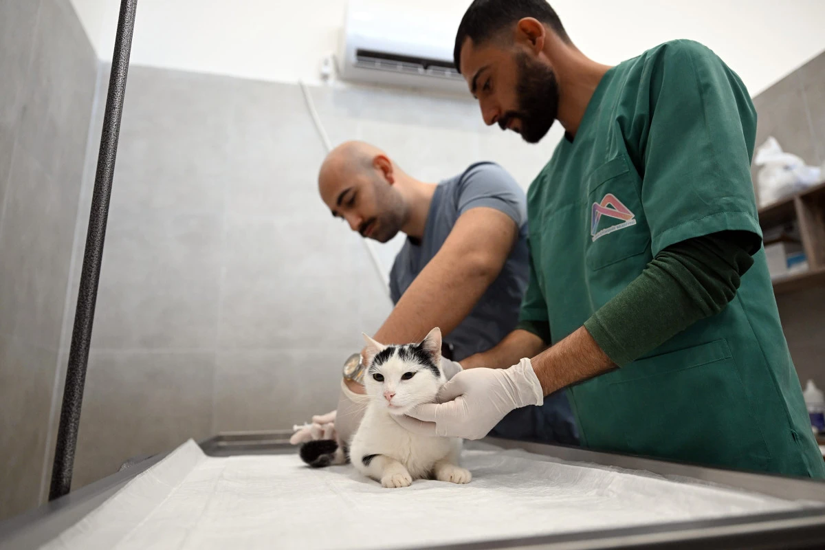 Mersin&rsquo;de sokak kedileri i&ccedil;in yeni merkez hizmete girdi