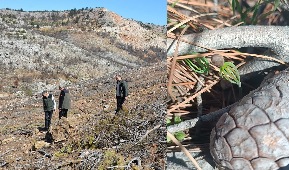 Mersin&rsquo;de yangın sahalarında doğa yeniden canlanıyor