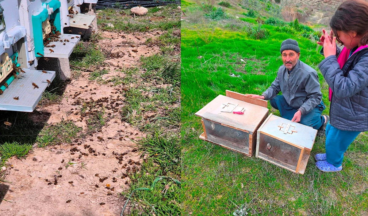 Mersin'de zamansız zirai ila&ccedil;lama arıların &ouml;l&uuml;m&uuml;ne sebep oldu