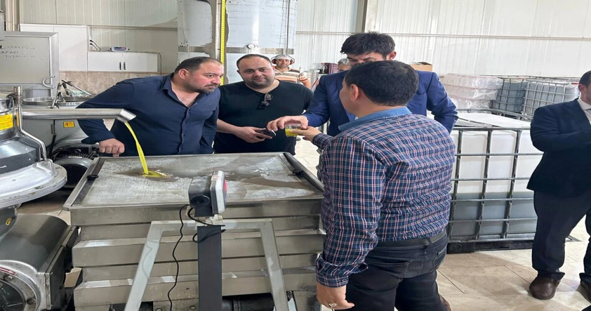 Mut zeytinyağı AB tarafından tescillendi
