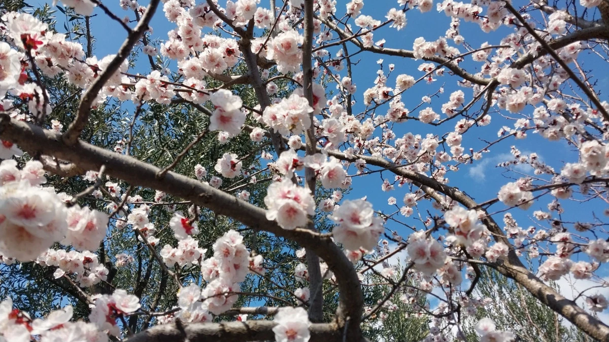 Mut'ta kayısı ağa&ccedil;ları adeta gelinliğe b&uuml;r&uuml;nd&uuml;