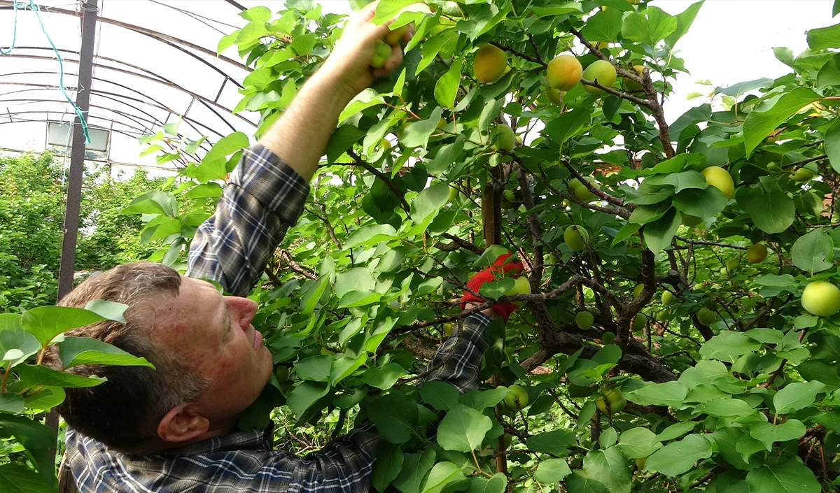 &Ouml;rt&uuml; altında turfanda kayısı hasadı başladı