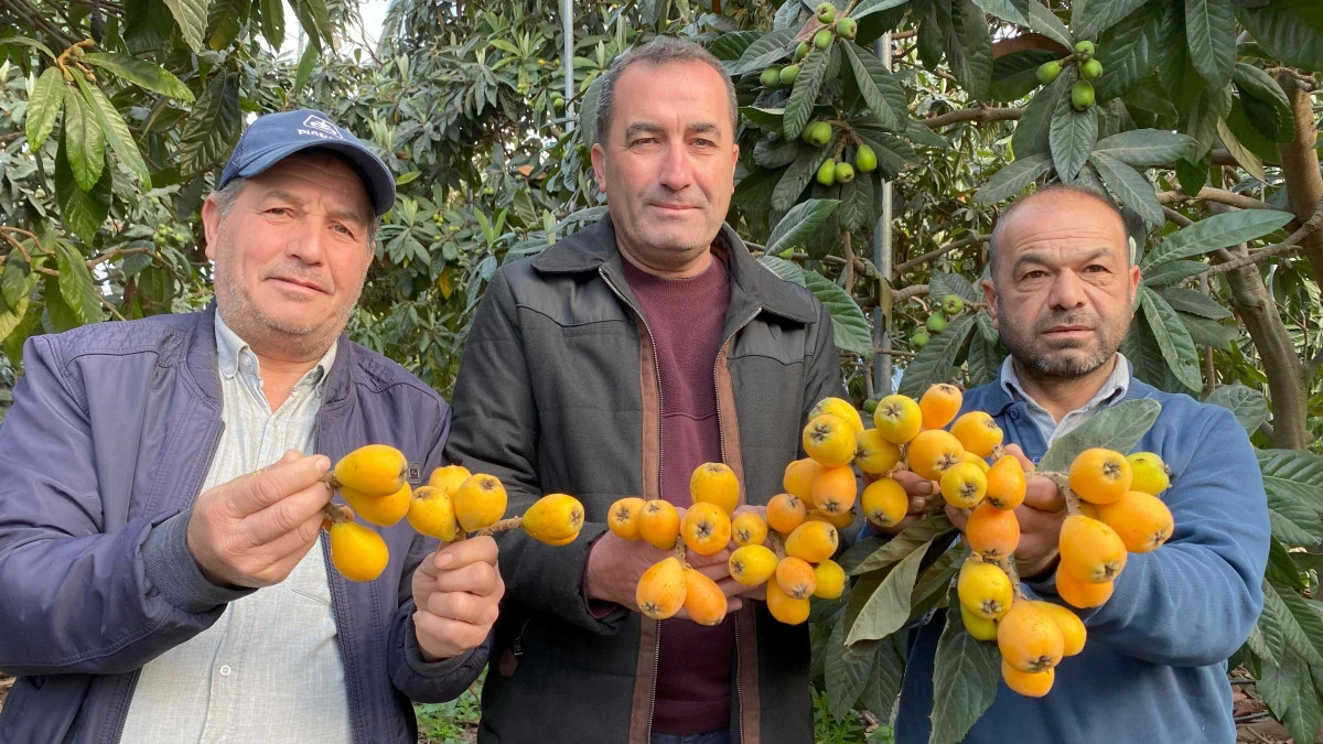 Sarı altın erken geldi: Yenid&uuml;nya mart ayını beklemedi
