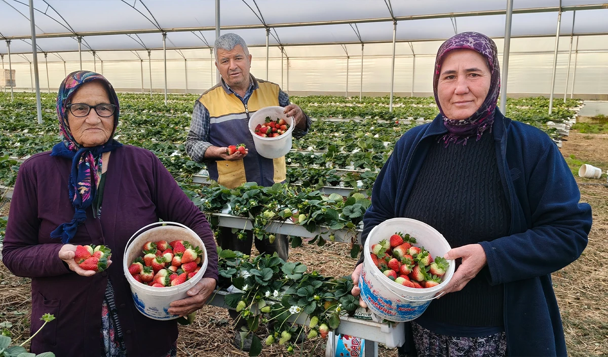 Silifke'de &ouml;rt&uuml; altı &ccedil;ilekte bahar hasadı: Kilosu 140 ile 160 TL arasında