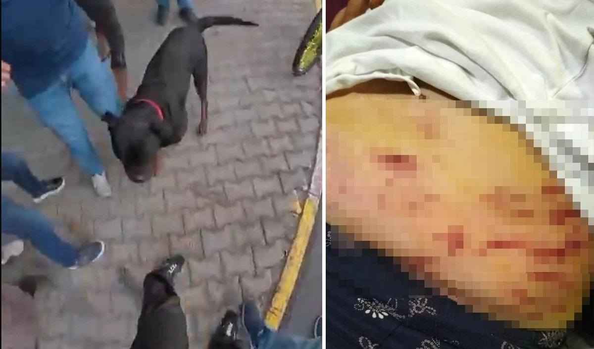 Sokakta ağızlıksız gezdirilen 'Rottweiler' cinsi köpek dehşet saçtı... O anlar kamerada