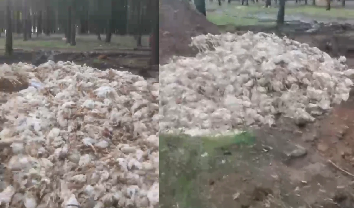 Tarsus'ta &ouml;l&uuml; tavuklar ormana atıldı