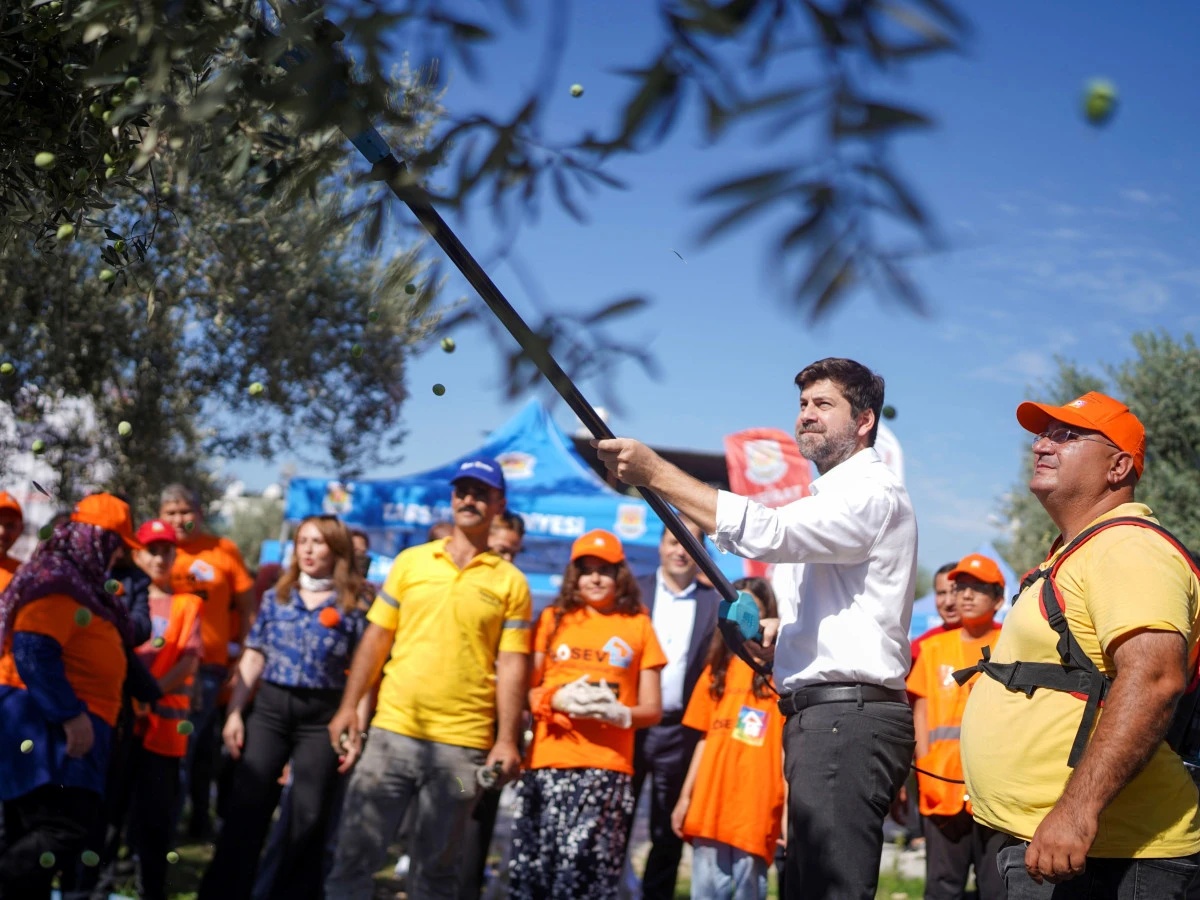 Tarsus'ta zeytinler l&ouml;semili &ccedil;ocuklar i&ccedil;in toplandı