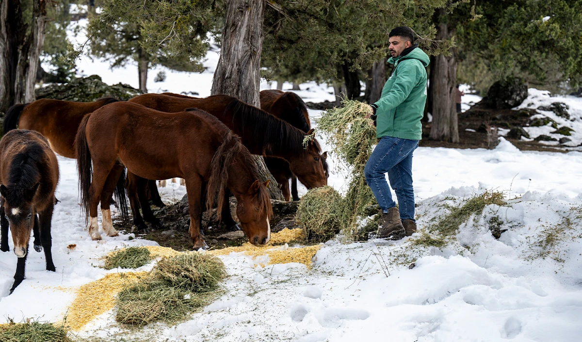 Toros Dağlarındaki yılkı atları ve yabani hayvanlar unutulmadı
