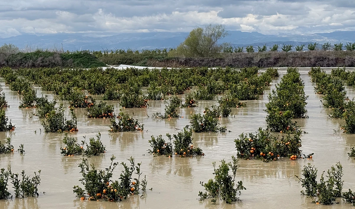 Yağışlar tarım arazilerini vurdu