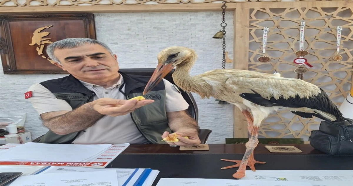 Yangından kaçan yaralı leylek koruma altına alındı