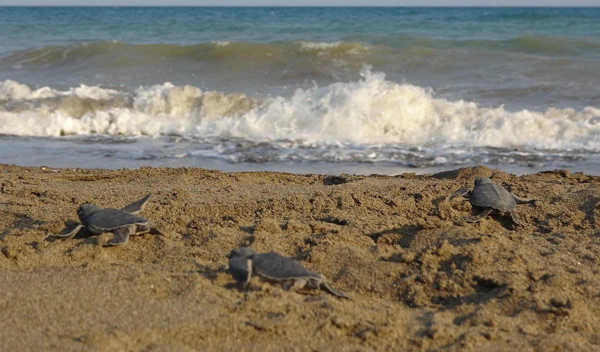 Yavru caretta carettların çıkışları tamamlandı: 210 bin yavru denizle buluştu