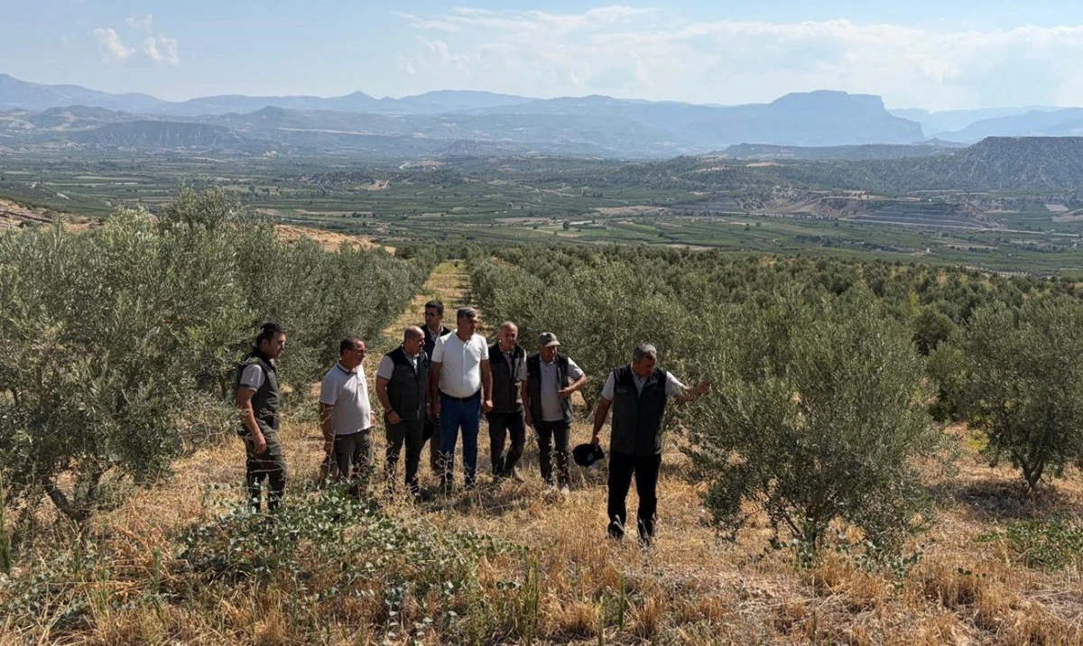 Zeytin ağa&ccedil;landırması orman k&ouml;yl&uuml;s&uuml;ne gelir kapısı oluyor